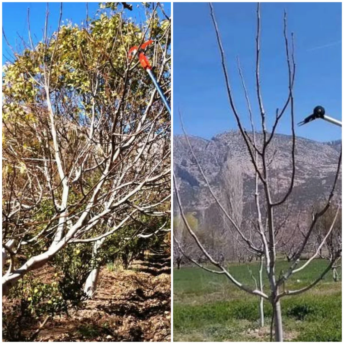 بهترین زمان هرس درخت گردو