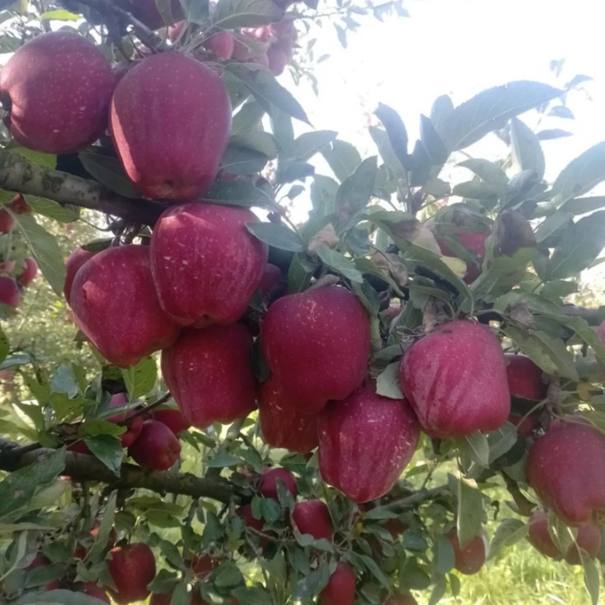 سیب لبنان محصولی کشیده با قابلیت انبارداری عالی و ماندگاری طولانی