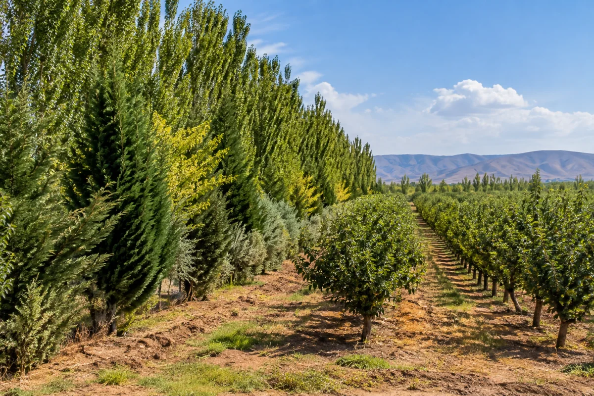 چگونه بادشکن مناسب برای باغ میوه انتخاب و احداث کنیم؟