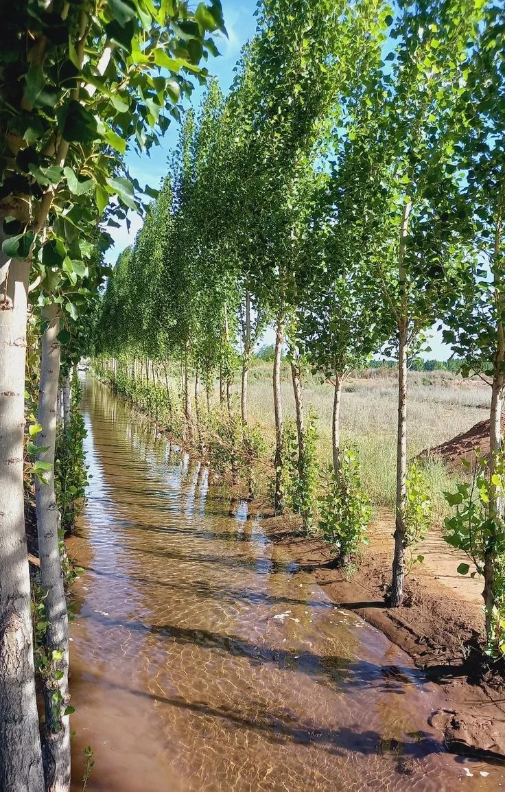 کاشت نهال صنوبر در زمین‌های پرآب و مرطوب - بهترین انتخاب برای رشد سریع و باردهی عالی