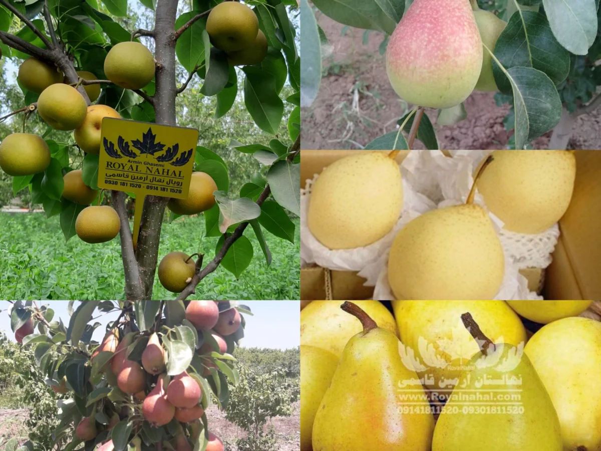 نهال گلابی وارداتی با درآمد ۱۰ میلیارد در هکتار