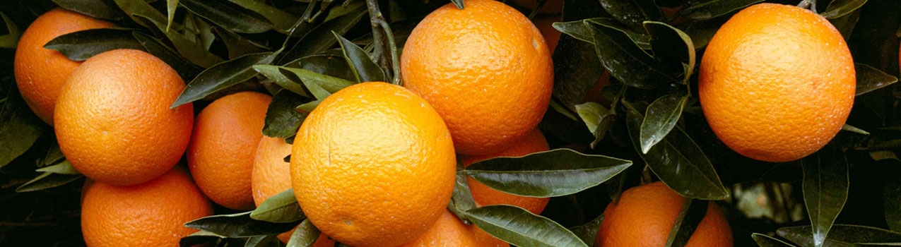 راهنمای کامل کاشت درخت پرتقال
