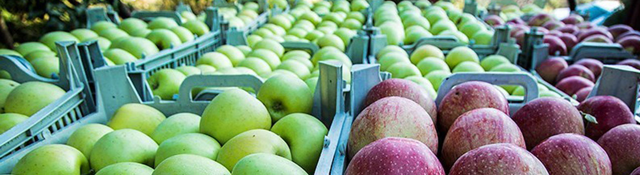 باردهی سیب پیوندی بیشتر است یا بذری؟