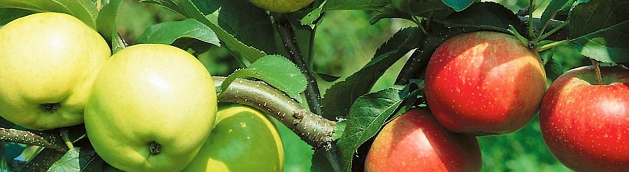 باردهی سیب پیوندی بیشتر است یا بذری؟