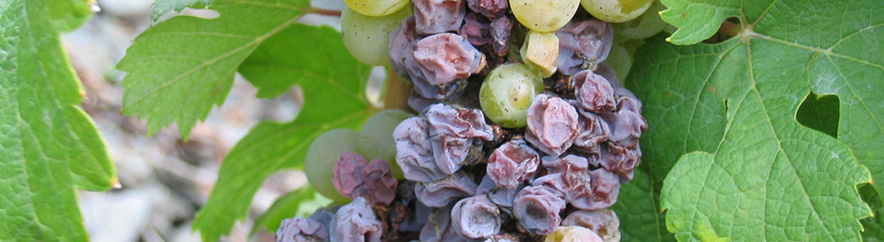 علت خشک شدن نهال انگور