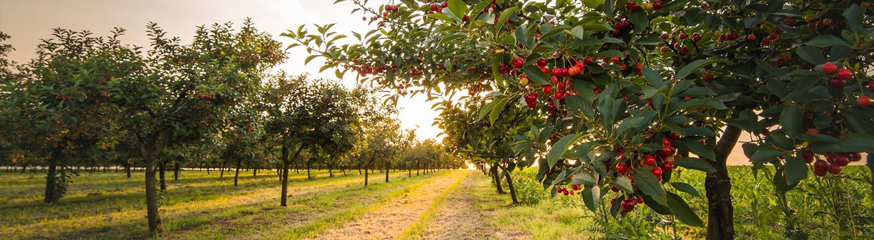 فاصله استاندارد برای کاشت نهال میوه که باغداران باید رعایت کنند