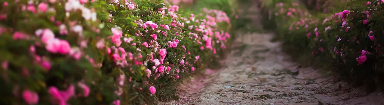 احداث باغ گل محمدی برای مناطق گرمسیری