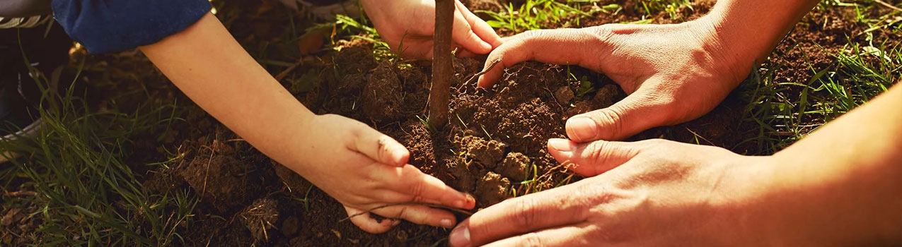 روش های موثر در تقویت کردن خاک نهال