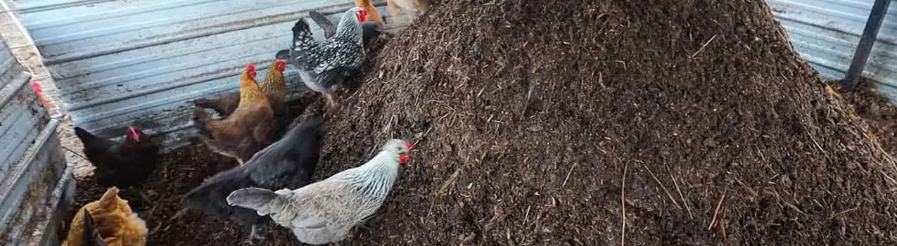 مزایای کود مرغی در کشاورزی