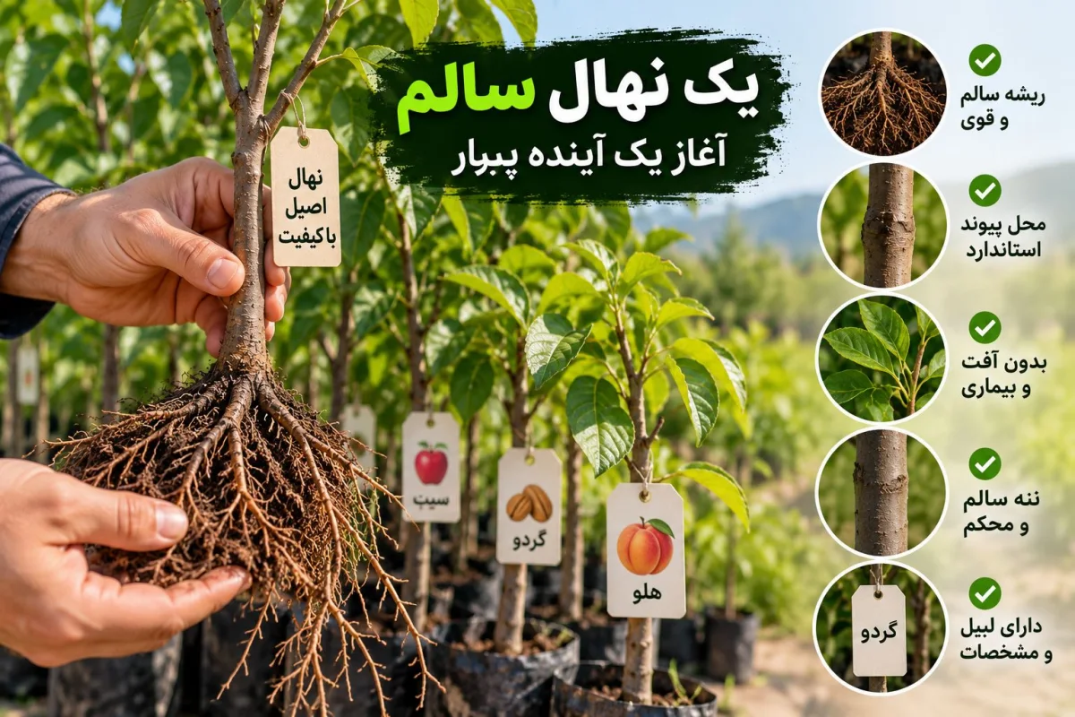 چگونه یک نهال سالم و باکیفیت انتخاب کنیم؟ ۱۰ نکته مهم قبل از خرید نهال