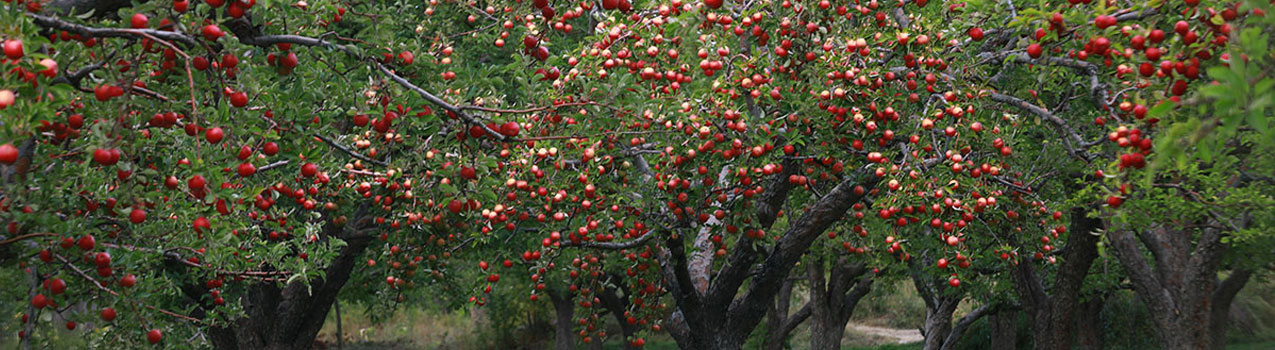 احداث باغ پربار و متراکم با نهال سیب