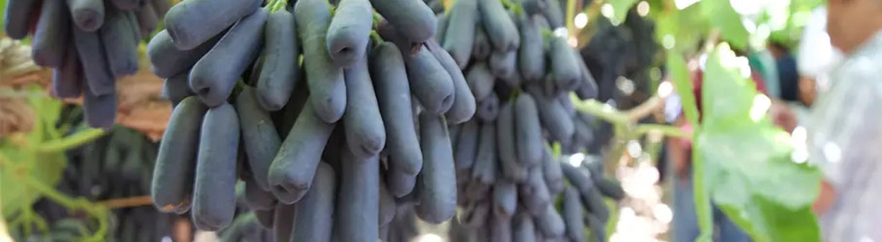 موندراپ ، گران ترین نهال انگور در دنیا