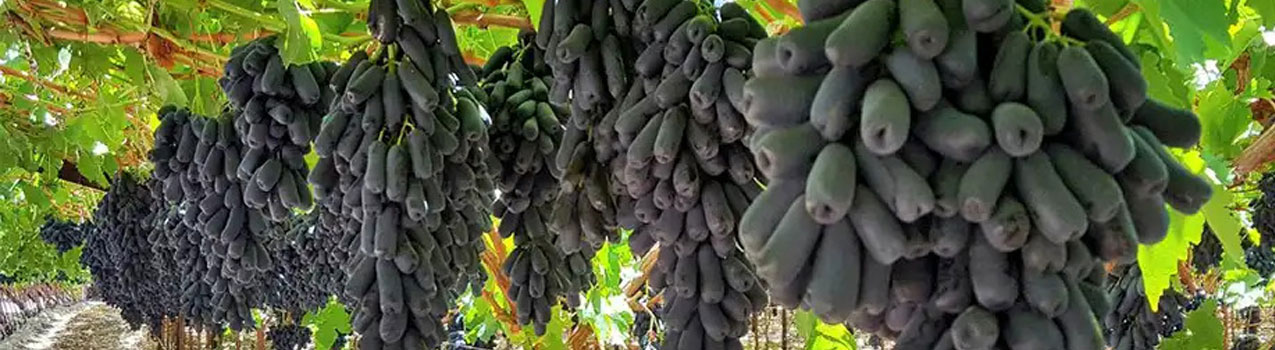 موندراپ ، گران ترین نهال انگور در دنیا