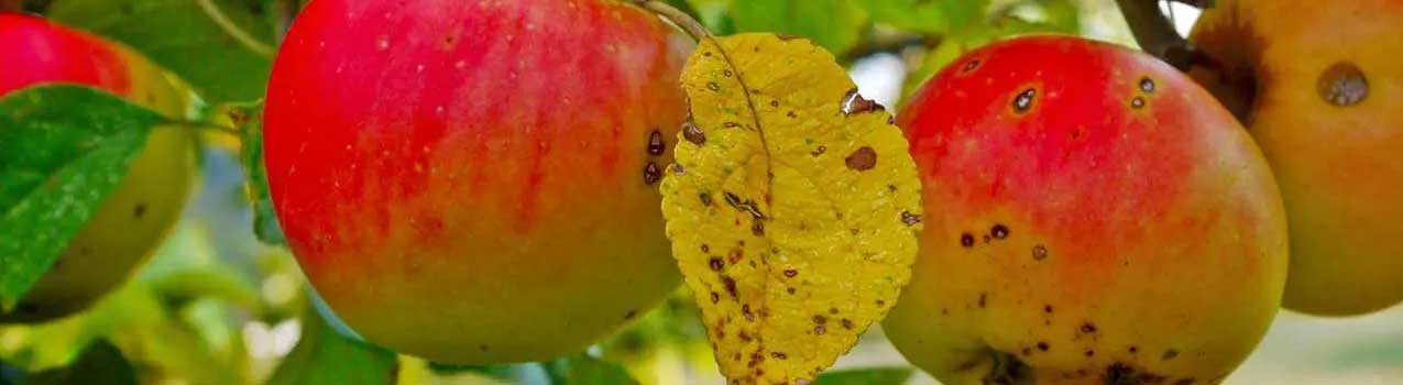 آفات و بیماری های درختان میوه