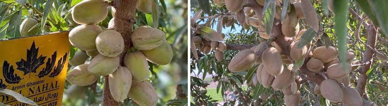 زمان گلدهی نهال بادام تونو