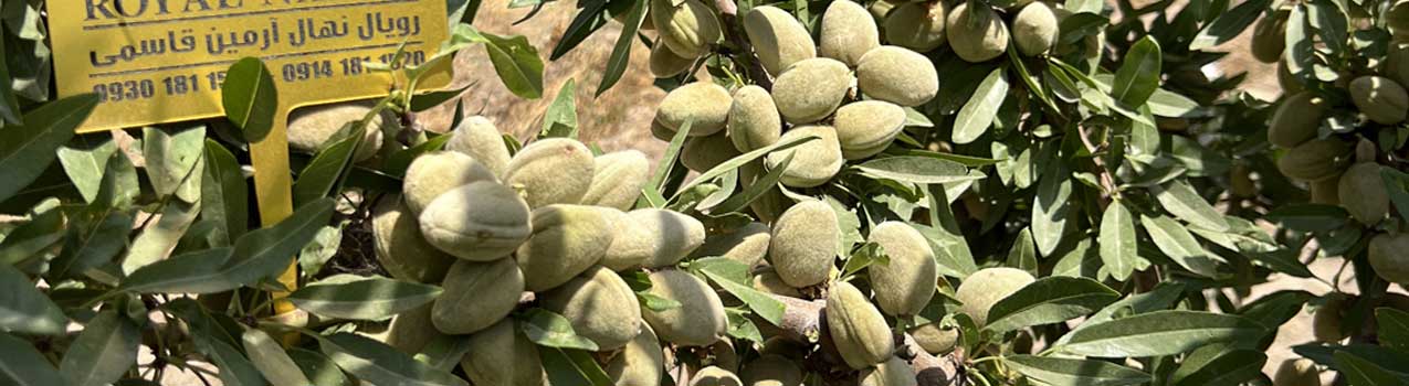 بهترین روش های تغذیه درختان بادام