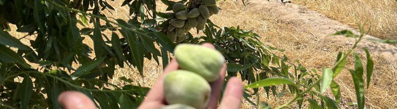 بهترین روش های تغذیه درختان بادام