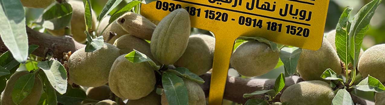 بهترین روش های تغذیه درختان بادام