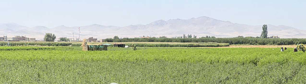 توصیه های کاربردی برای باغداران