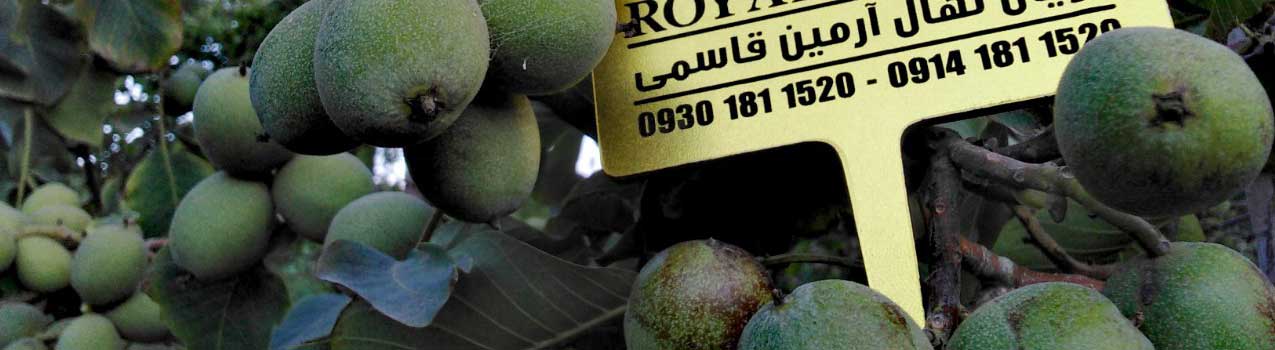 بهترین زمان برداشت گردو