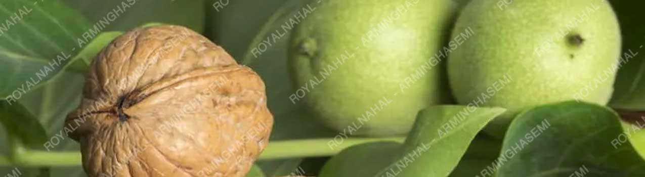 بهترین زمان برداشت گردو