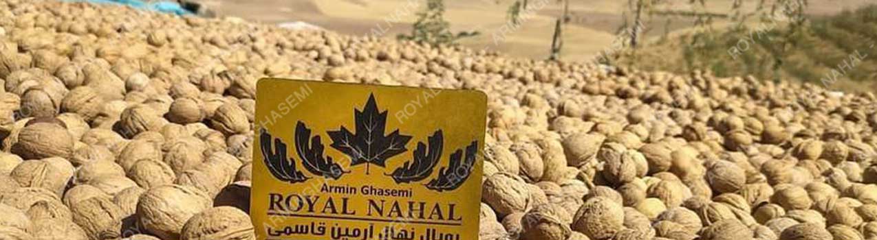 بهترین زمان برداشت گردو