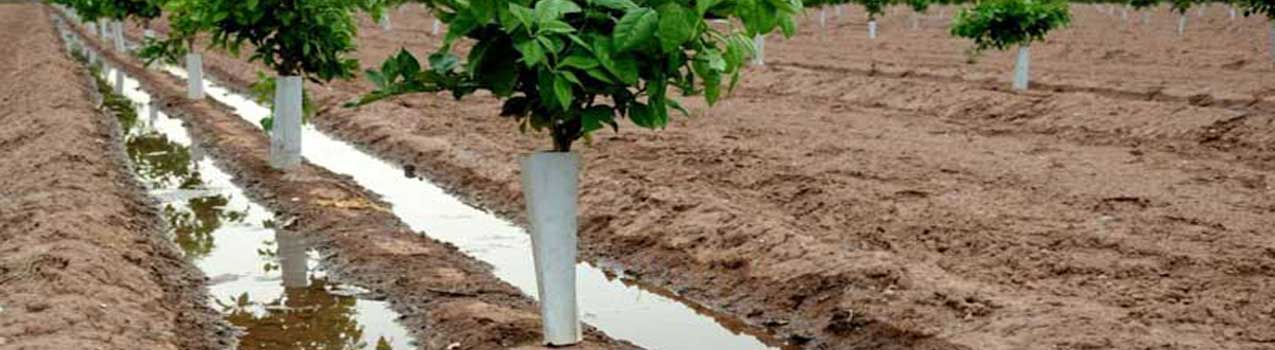بهترین روش آبیاری برای حداکثر رشد نهال