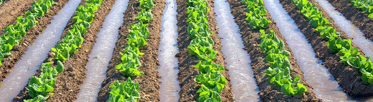 بهترین روش آبیاری برای حداکثر رشد نهال