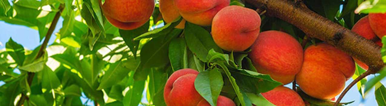 تکنیک های آبیاری موثر نهال هلو انجیری