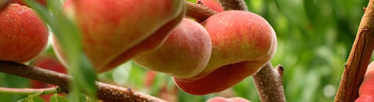 تکنیک های آبیاری موثر نهال هلو انجیری
