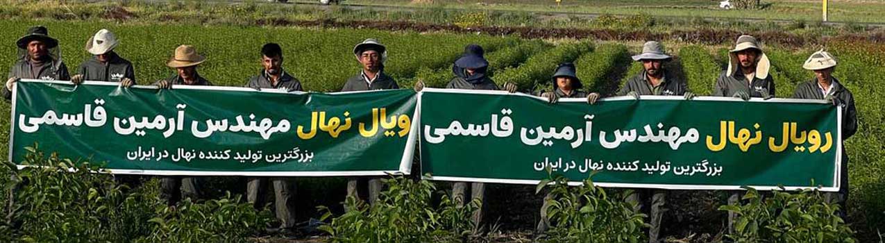 راهنمای انتخاب و کاشت بهترین نهال بادام