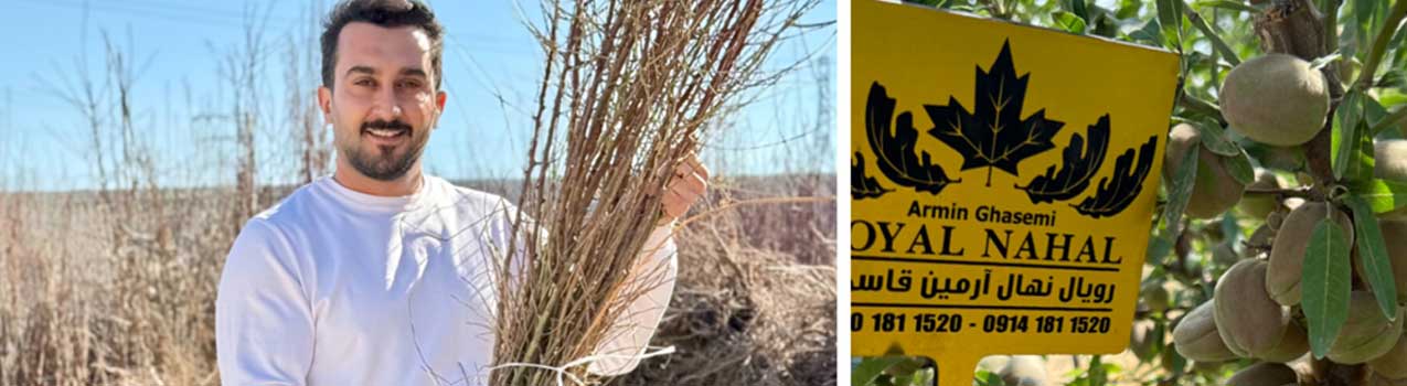 راهنمای انتخاب و کاشت بهترین نهال بادام