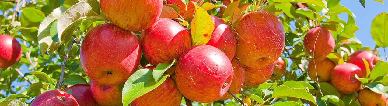 نکات کلیدی افزایش رشد و سلامت درخت سیب