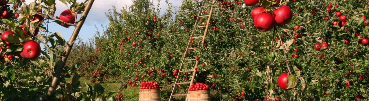 تکنیک های افزایش عملکرد باغ