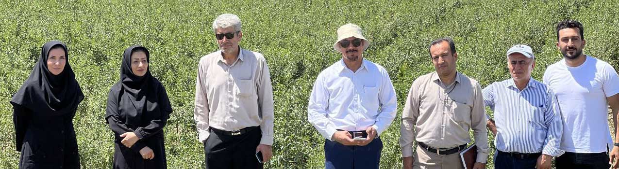 با نهال های اصلاح شده سریعتر از همیشه به ثروت برسید