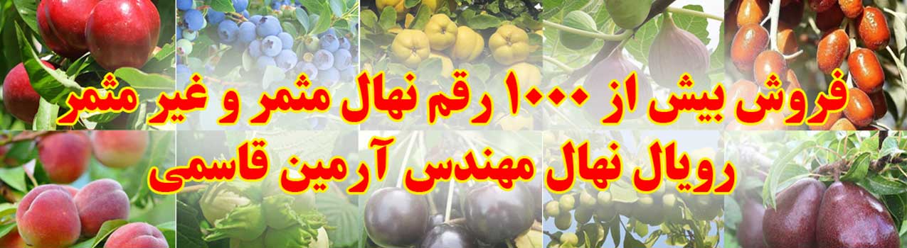با نهال های اصلاح شده سریعتر از همیشه به ثروت برسید