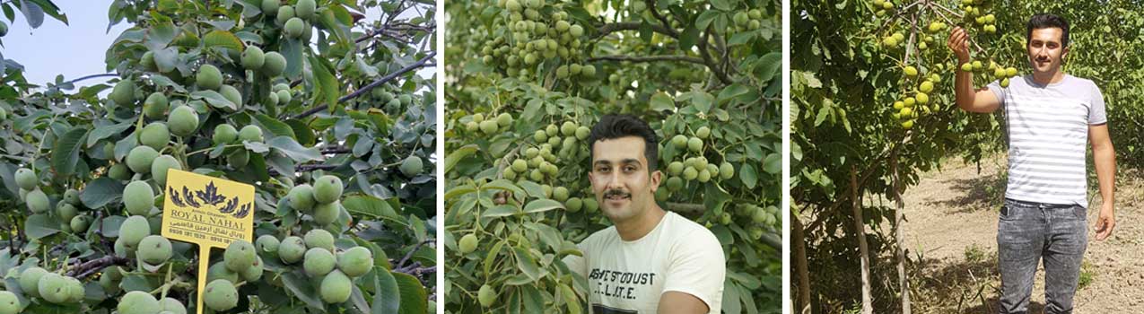 نهال گردو بخریم یا نهال بادام؟