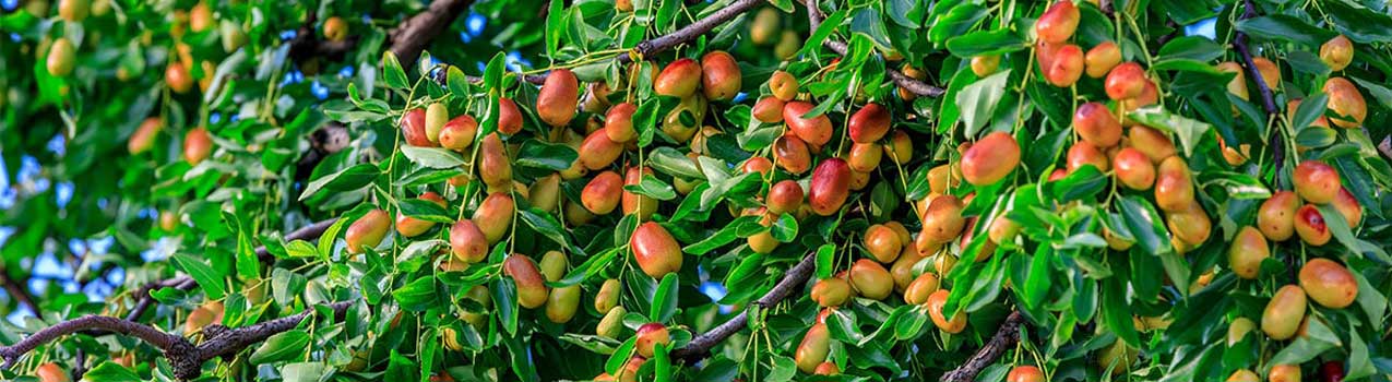 راهکارهای افزایش باردهی درختان میوه