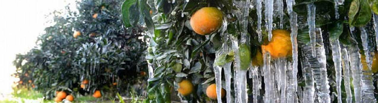 جلوگیری از یخ زدگی نهال در زمستان؟