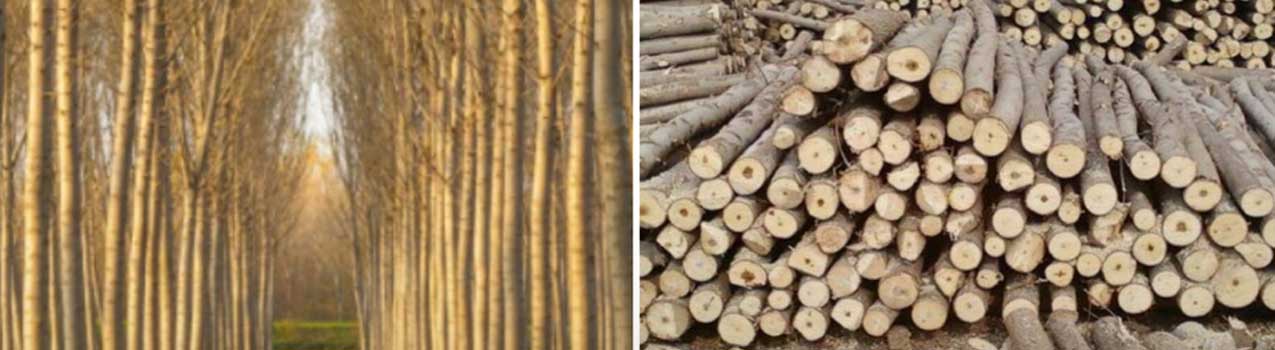 آیا نهال غیرمثمر صنوبر ارزش کاشت دارد؟