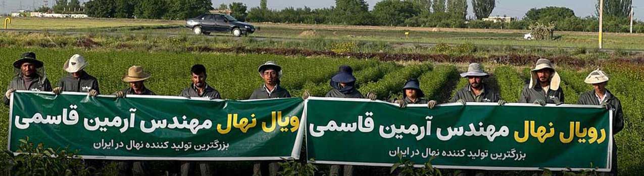 چرا باید نهال لیبل‌دار بخریم؟