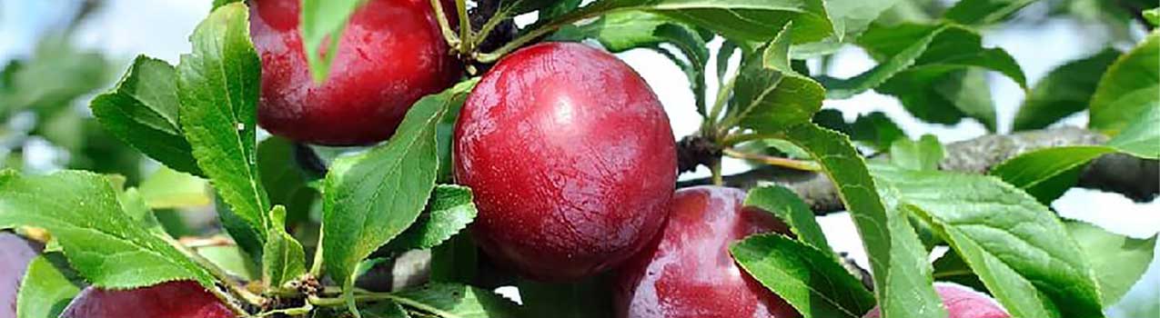 راهنمای جامع کاشت و پرورش نهال آلو