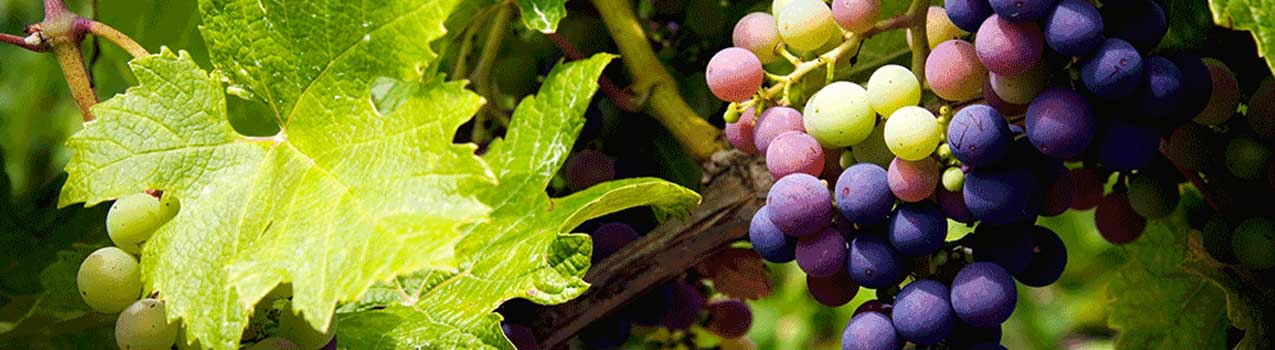 راهنمای کاشت و نگهداری نهال انگور