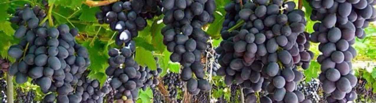 راهنمای کاشت و نگهداری نهال انگور