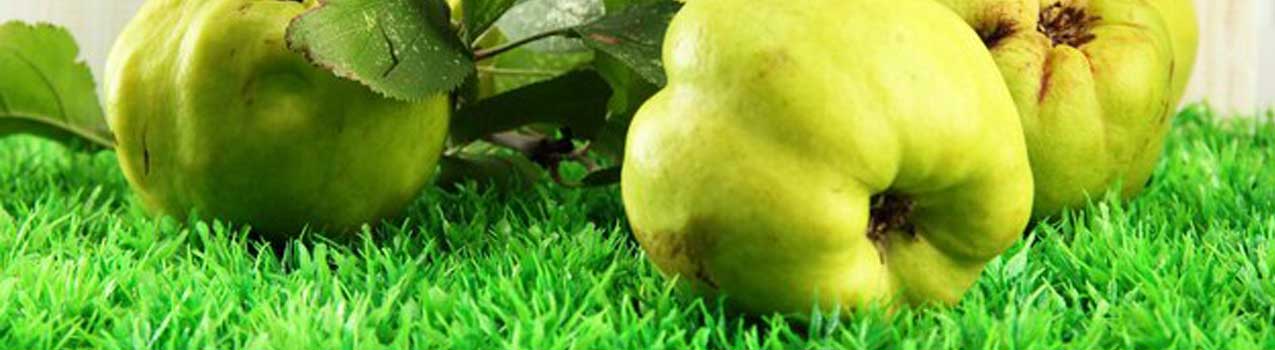 کاشت و مراقبت از نهال به
