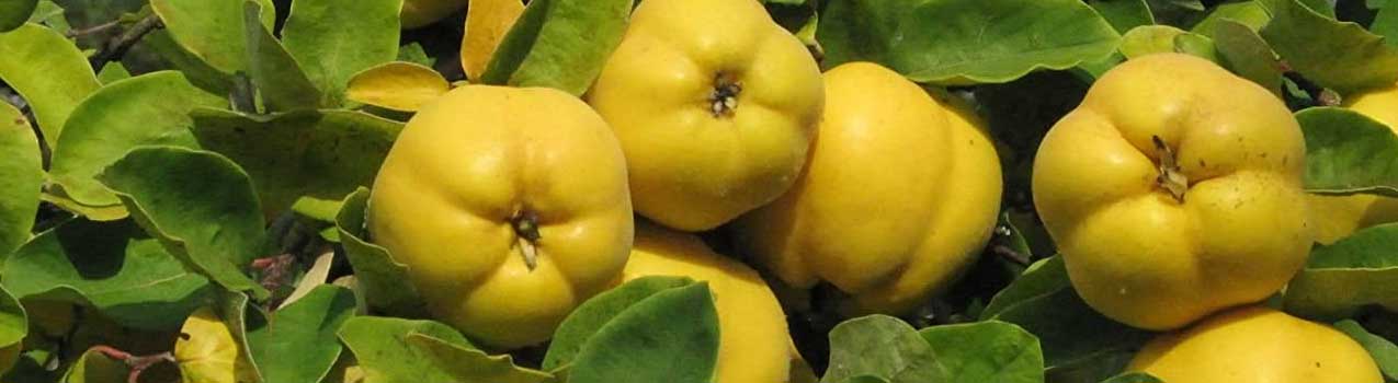 کاشت و مراقبت از نهال به