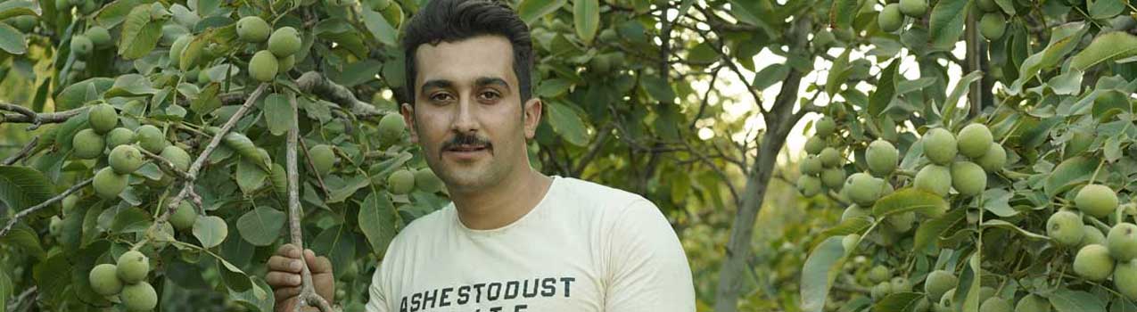 راهنمای کامل کاشت نهال گردو