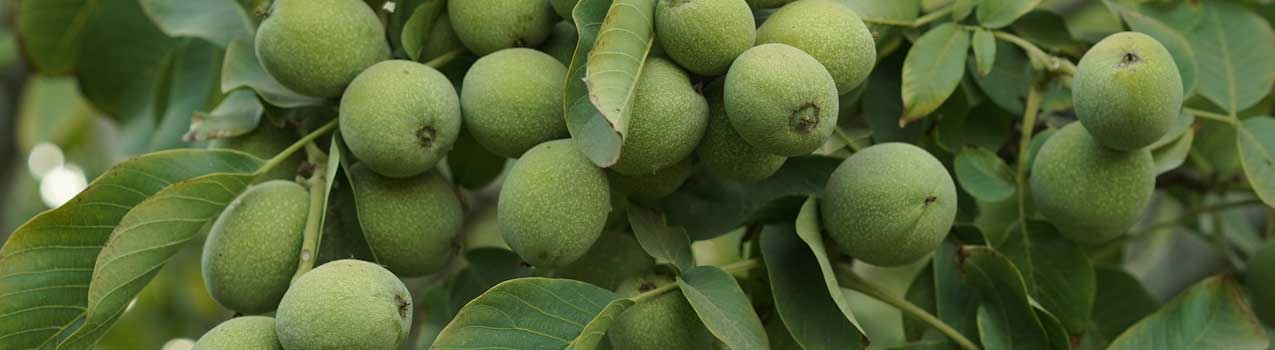 راهنمای کامل کاشت نهال گردو
