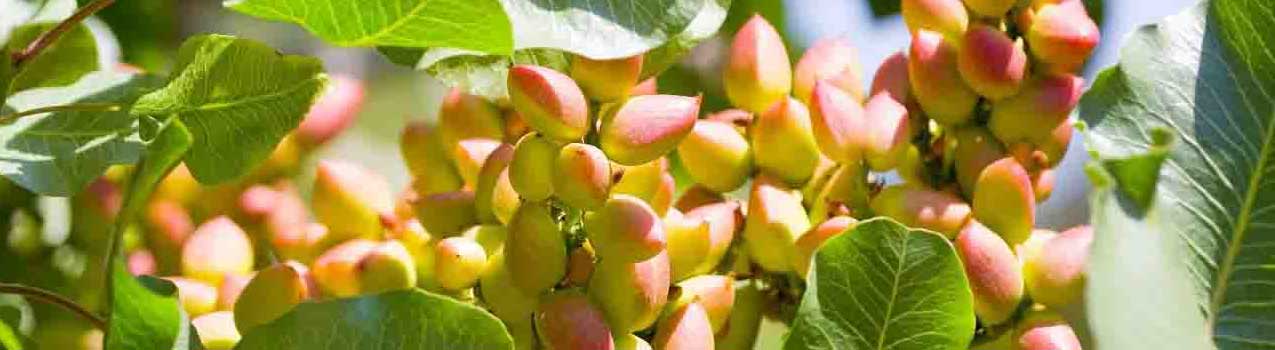 راهنمای کاشت و مراقبت از نهال پسته