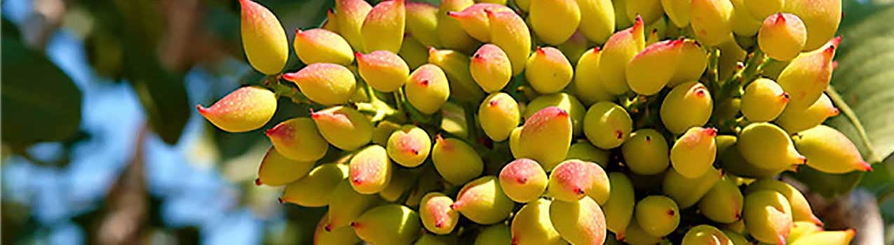 راهنمای کاشت و مراقبت از نهال پسته